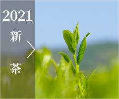 2021新茶